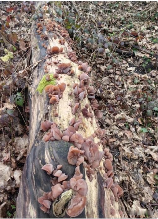 救命！这满山遍野的“黑耳朵”谁敢乱吃？
 
雨后枯木上爬满木耳，看着像山珍，其实