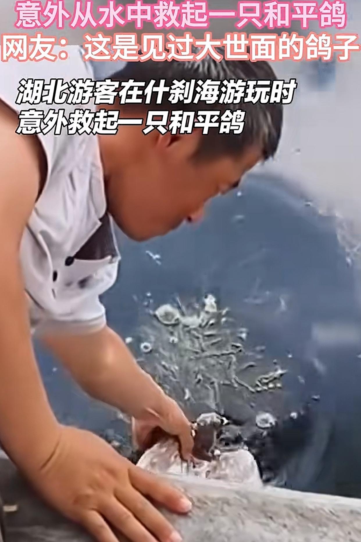和平鸽掉什刹海水里，可把大家急坏了！
眼尖的市民一个箭步冲过去，一把捞起来生怕伤