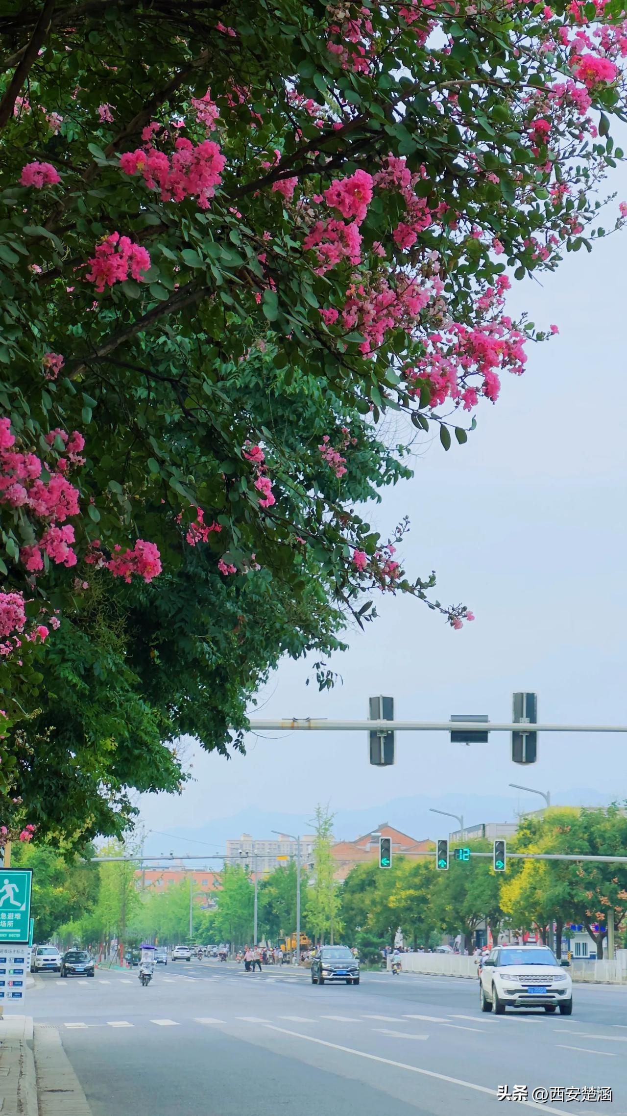 #记录夏日生活点滴# 在周至，有一种美叫紫薇花开，盛夏时节，在家乡周至北大门街道