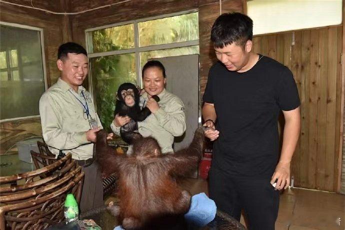#黑猩猩拿捏杜海涛E如反掌#杜海涛也是非常的有心了，这一次还专门去看了黑猩猩，怪