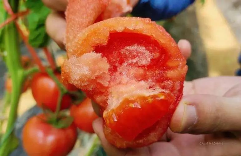 生吃西红柿，对血糖有没有影响？有利于降血糖吗？望你早点搞清楚

在闲聊的一天，潘