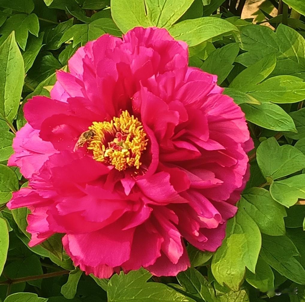 每年的5月初，我家的牡丹都会绽放，鲜艳的牡丹花，宛如一幅美丽的画卷，不但色彩鲜艳