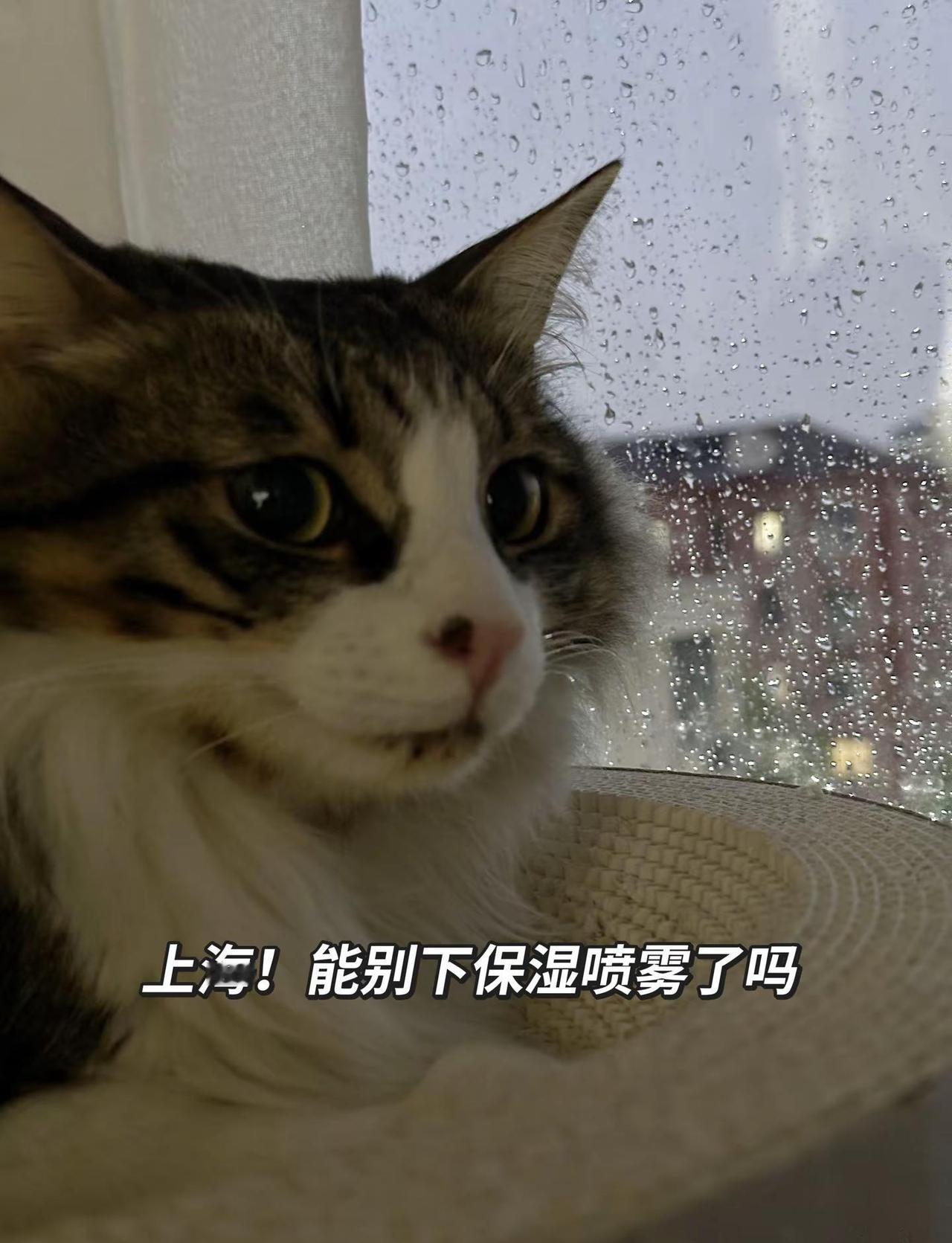 天天下毛毛雨。毛毛雨 上海天气 狸花猫