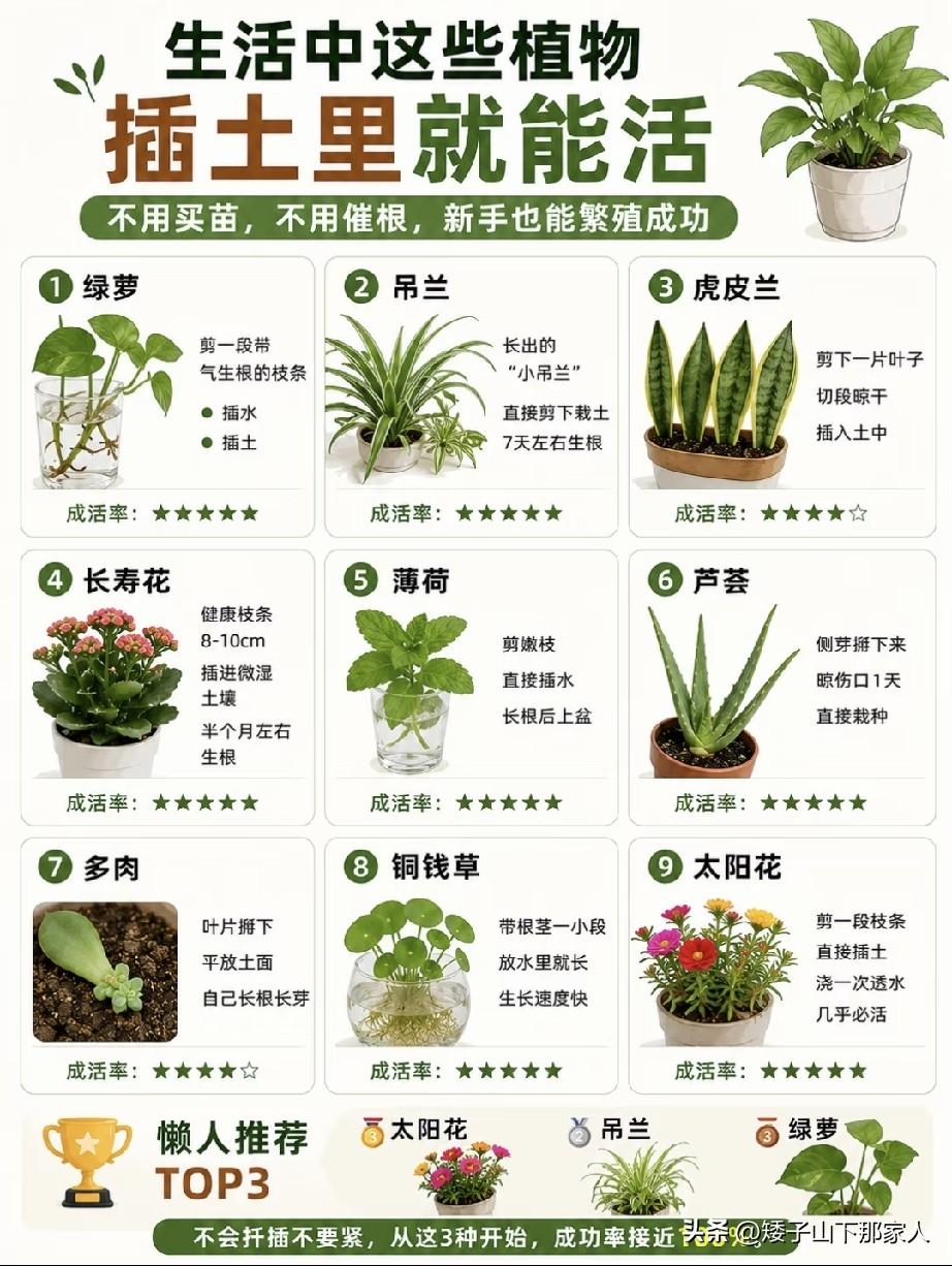 这些植物比较好养