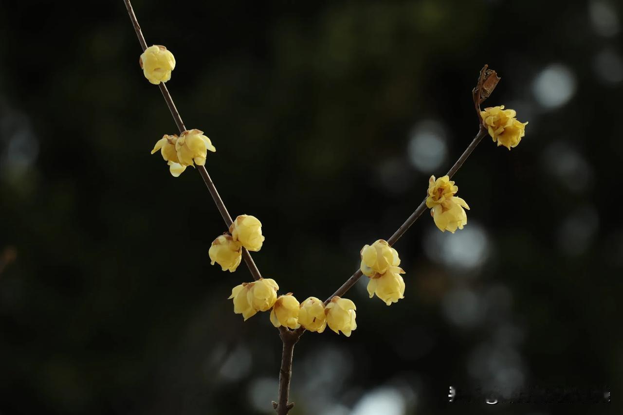 一簇簇黄色腊梅，芬芳四溢。花瓣如黄玉雕琢，晶莹剔透，暗香浮动。以其明艳的黄，成为