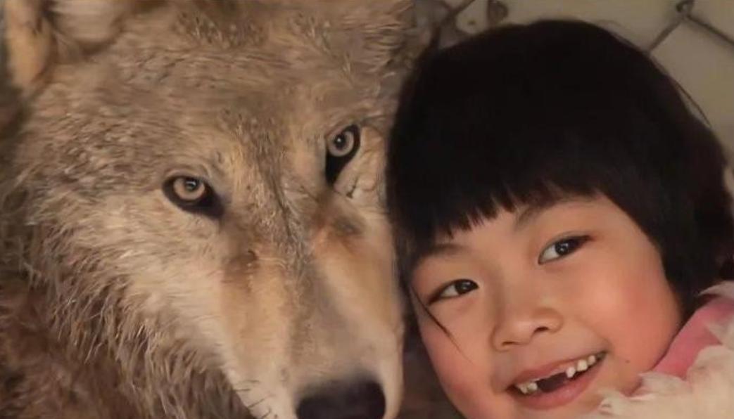 1987年，东北一个3岁女孩救了小狼的命，竟然把它当成了玩伴，哪曾想！小狼长大后