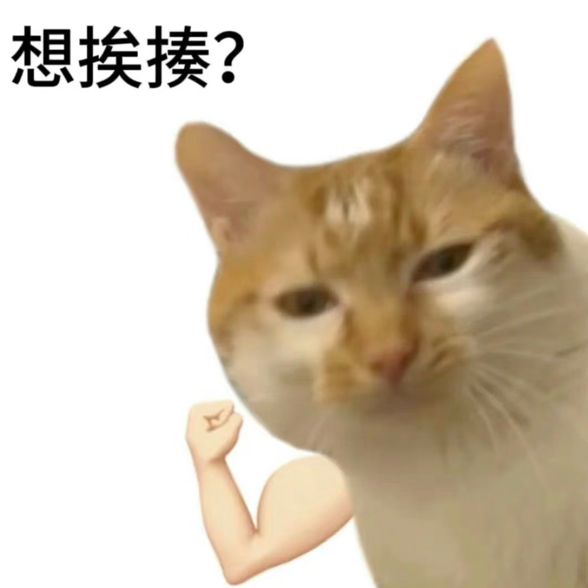 小黄近期拍摄be like: 