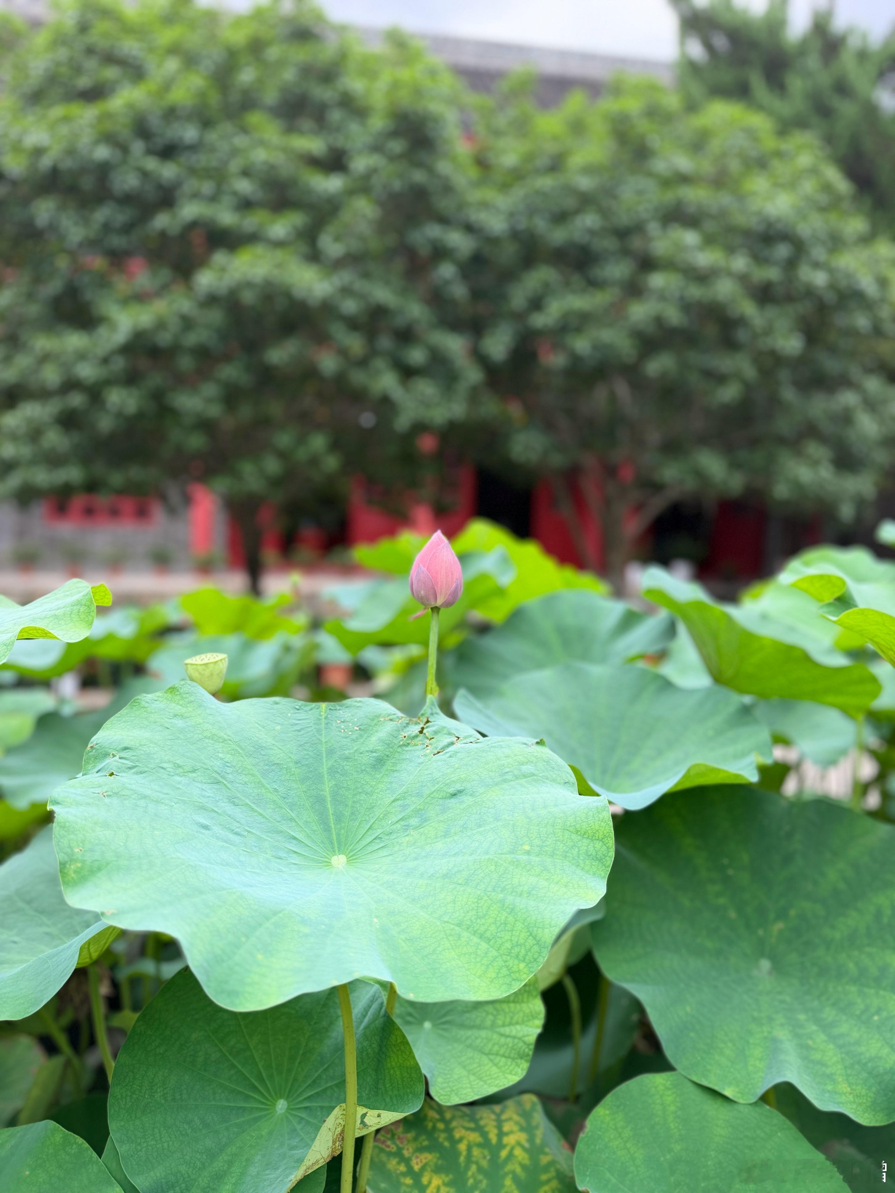 佛教  师父说：思虑过细，执念太多，坏情绪便由此滋生。 