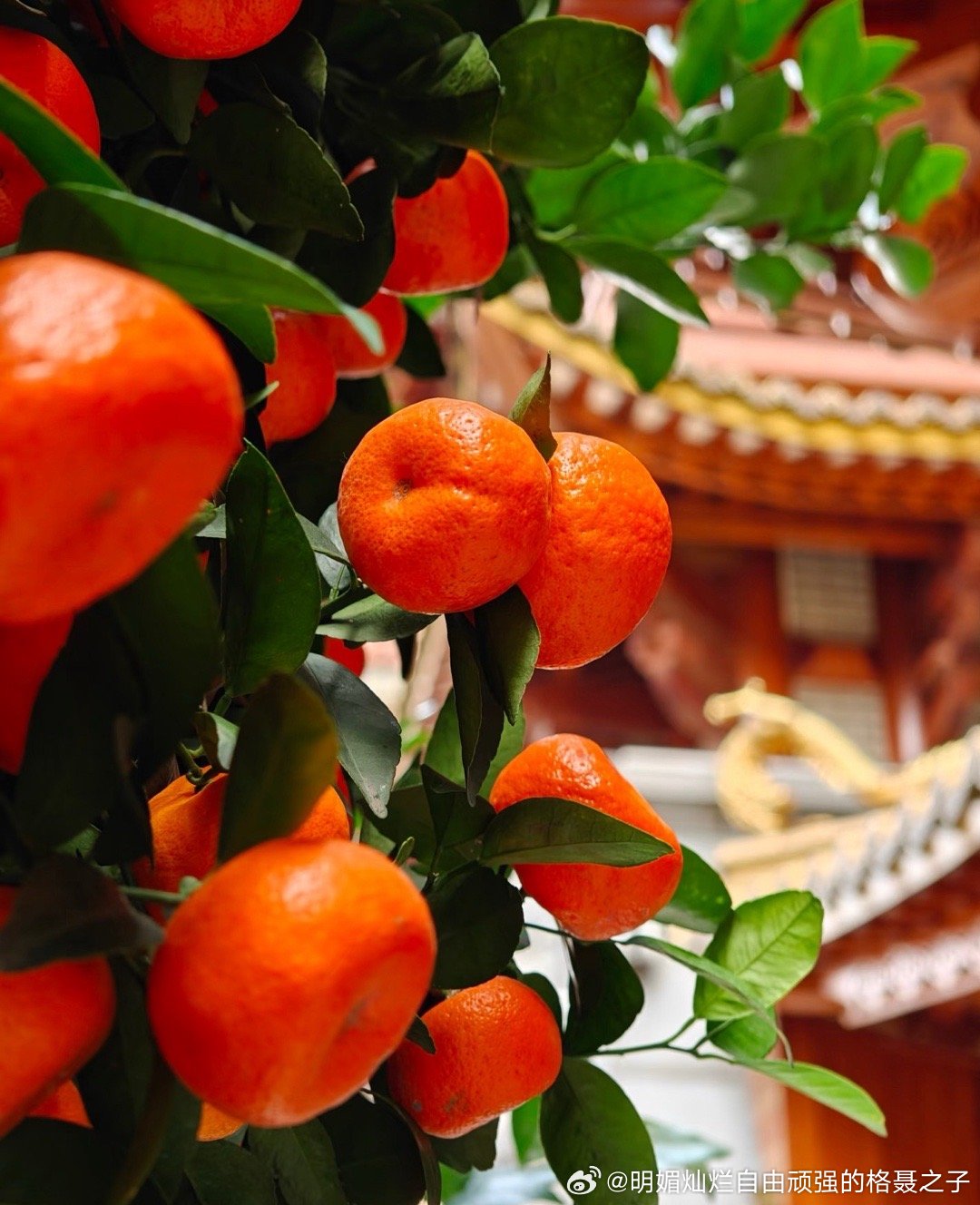 新岁启程，一帆风顺，大吉大利，心想事成 