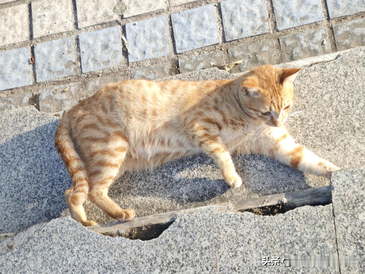 晒图大赛村里的大橘猫