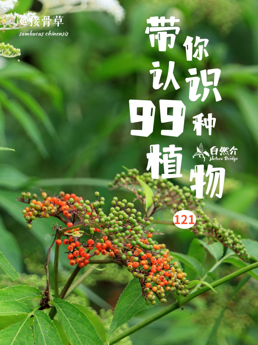 带你认识99种植物