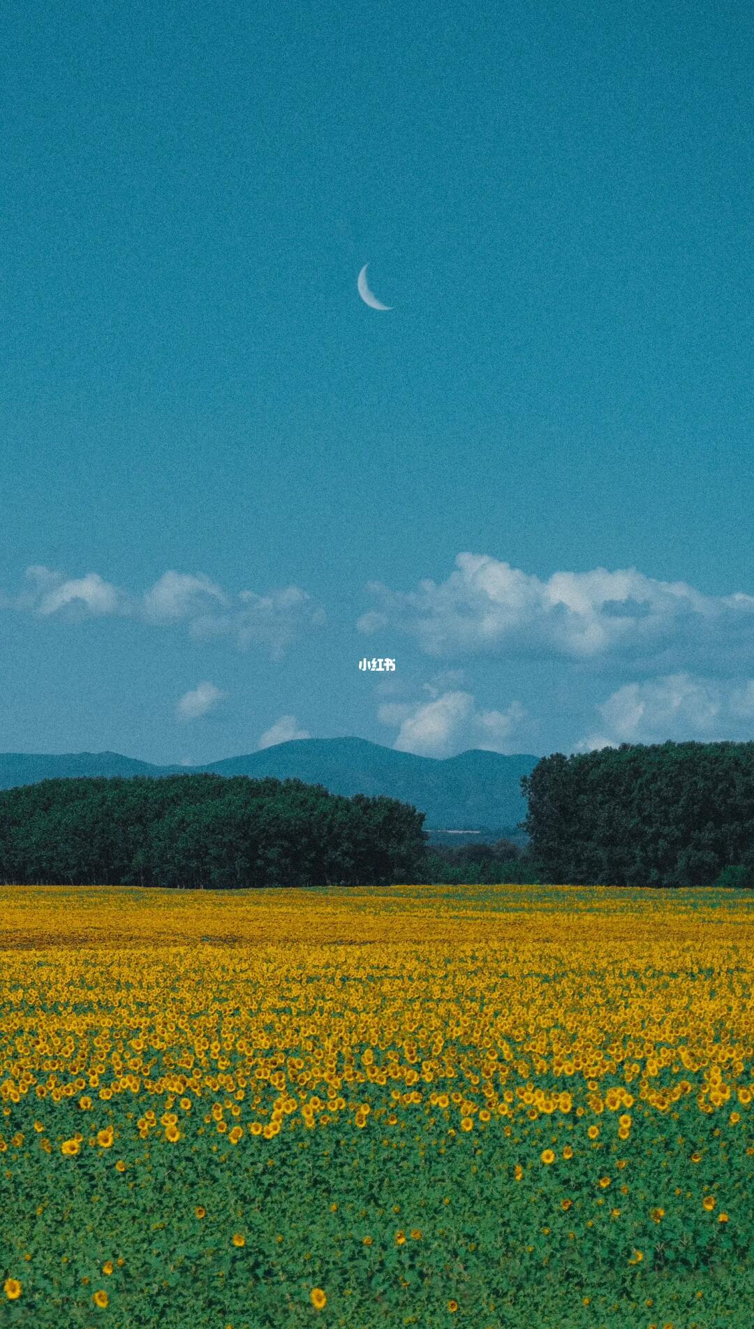 𝓓𝓻𝓮𝓪𝓶𝓬𝓸𝓻𝓮 | 𝓕𝓵𝓸𝔀𝓮𝓻