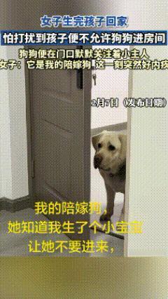 万物皆有灵！一女子生完孩子回家后，担心狗狗打扰到宝宝，不允许它进房间，然后狗狗站