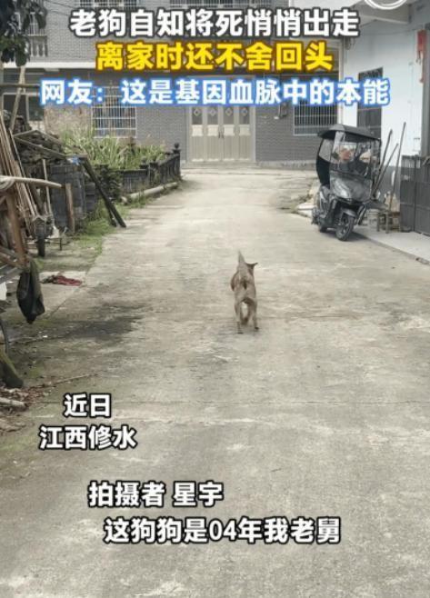 泪目了。2024年6月10日，江西修水。一条与主人相伴二十二载的老公狗，在身躯传