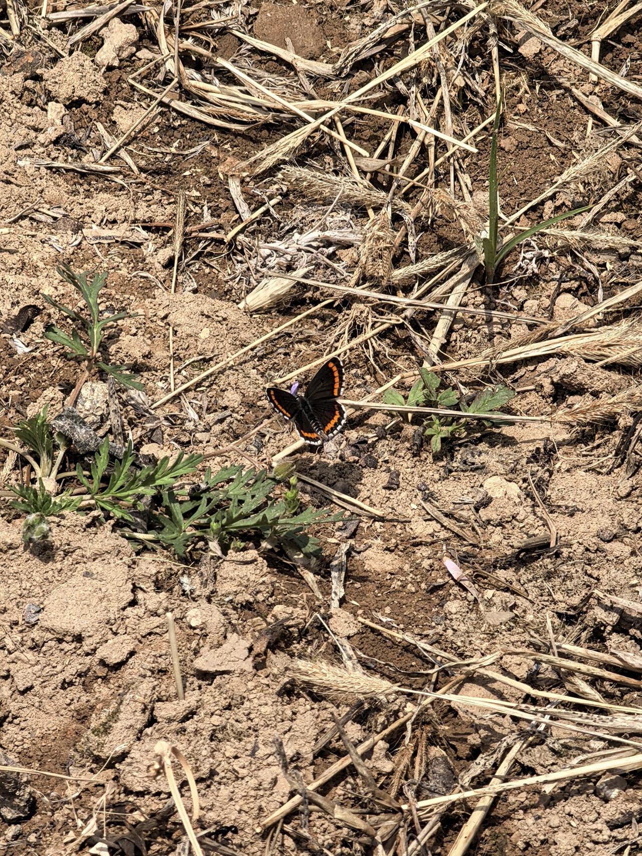 长期拿手机的后果，是手腕和肩膀变得僵硬，以为得了肩周炎，找个大夫说虚，开了点中药