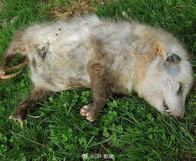 北美负鼠被逼到绝路时会瞬间启动“终极装死程序”，躺平、张嘴、伸舌、闭眼，心跳下降