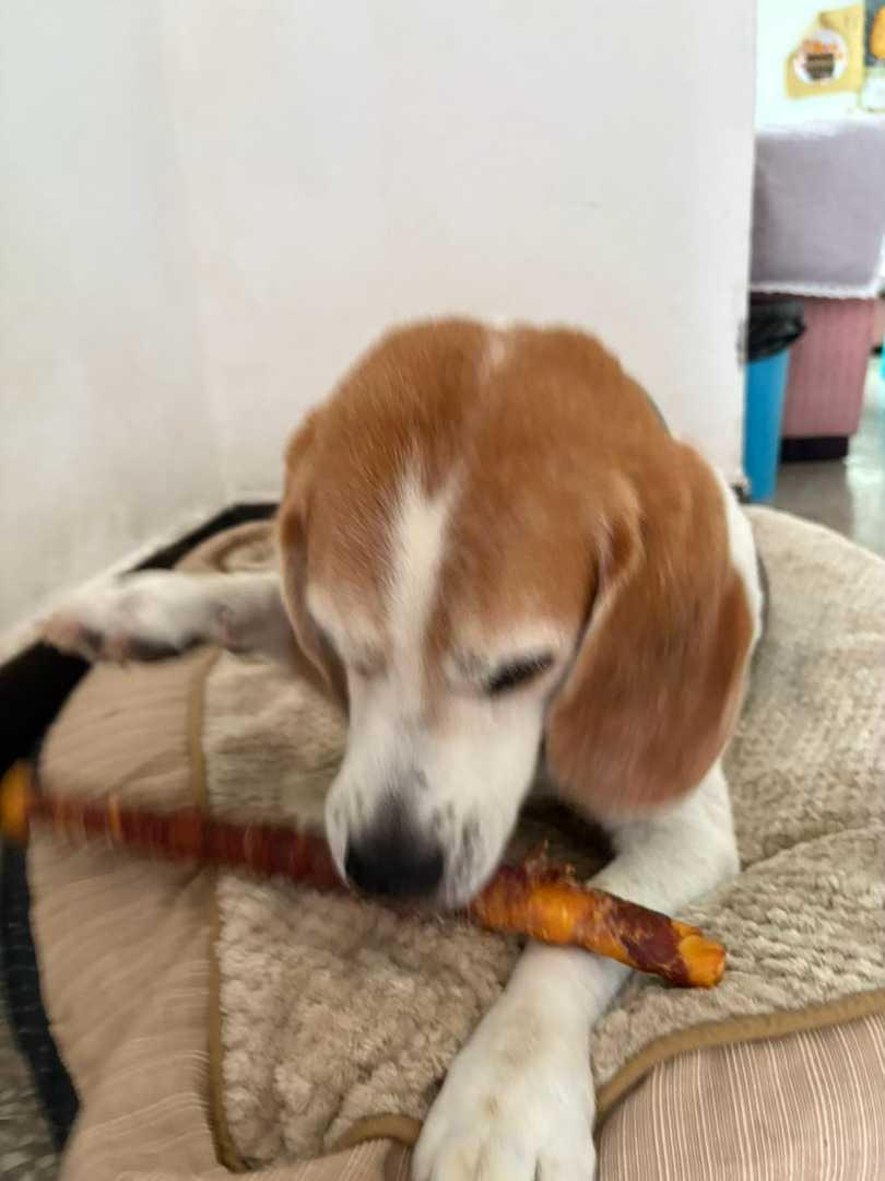 🦷 