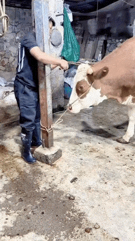 这到底是仁慈还是残忍呢？ 