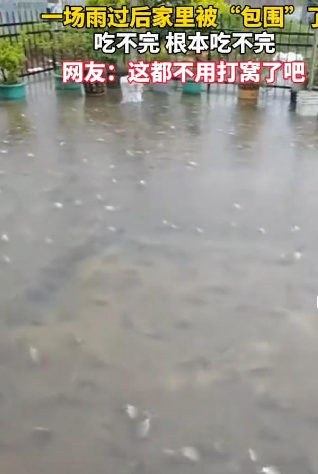 大雨过后，我家直接被鱼“包围”了，那场面，简直绝了！院子里、门口的小路上全是活蹦