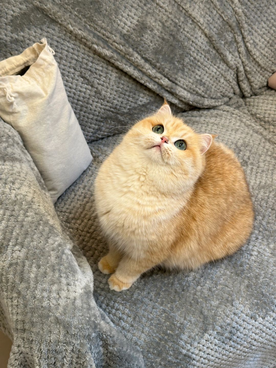 让一让！漂亮大眼的猪咪来亲亲了