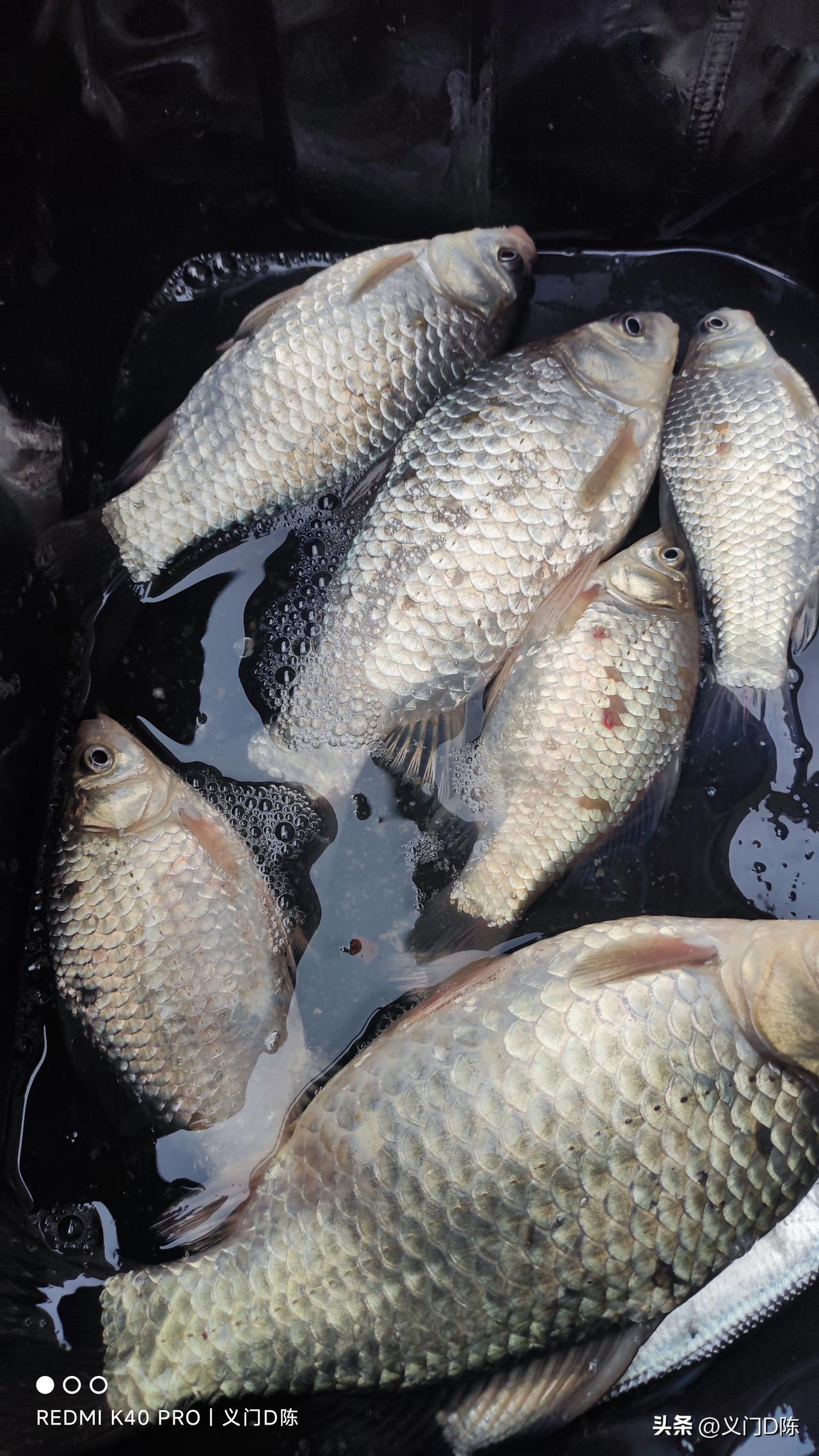 野钓鲫鱼经常空军的人有一个特性，把钓鱼想的太复杂了。
前段时间我去一个湖里钓鱼，