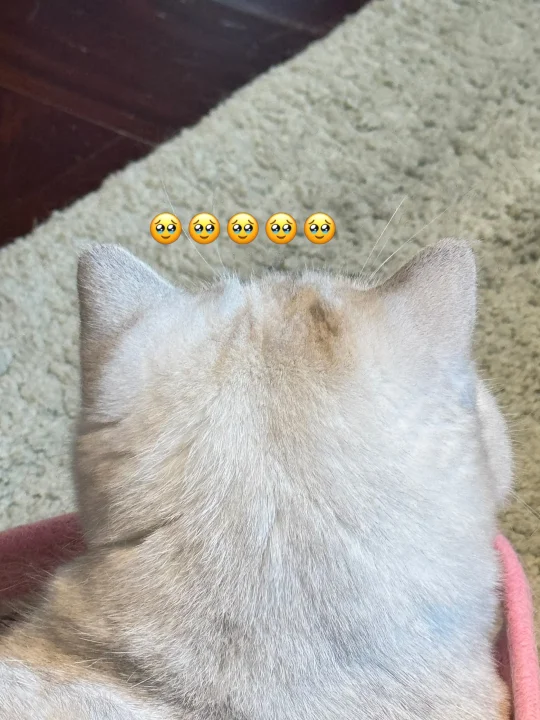 睡得一颗完美猫头🐱