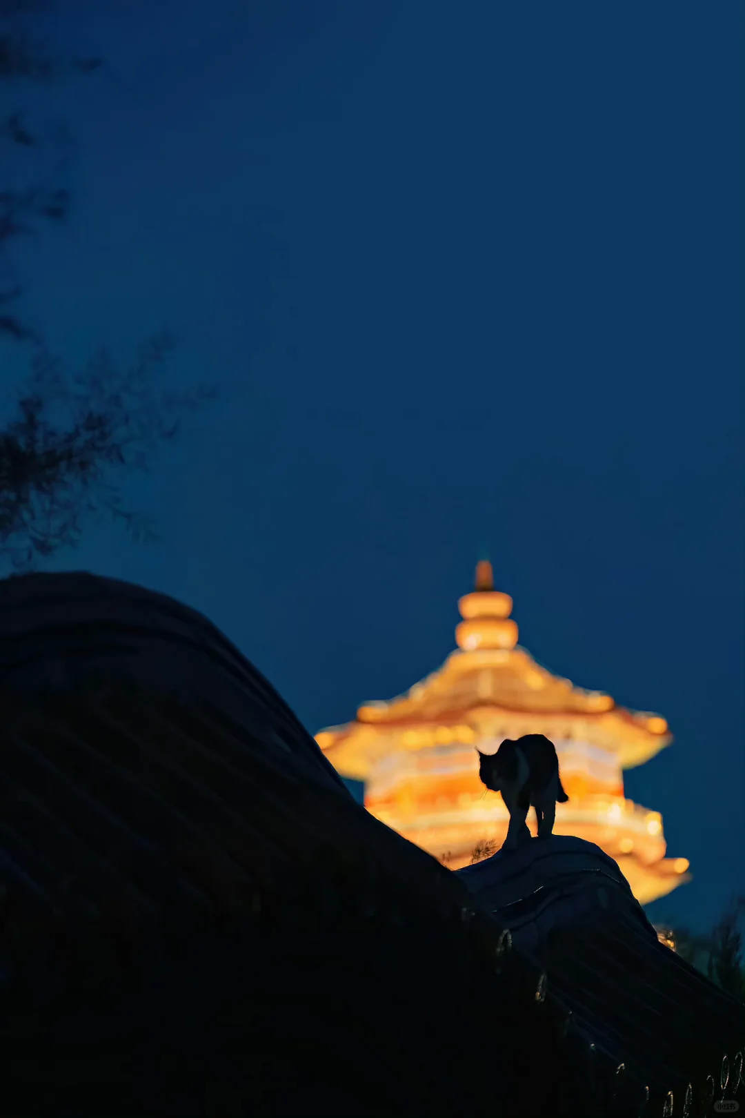 中国古建里的猫，可真是好喜欢