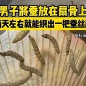 惊呆了！有个福建漳州的小伙子，脑洞真是太大了，抓了几只蚕宝宝放到扇骨上，想让蚕自