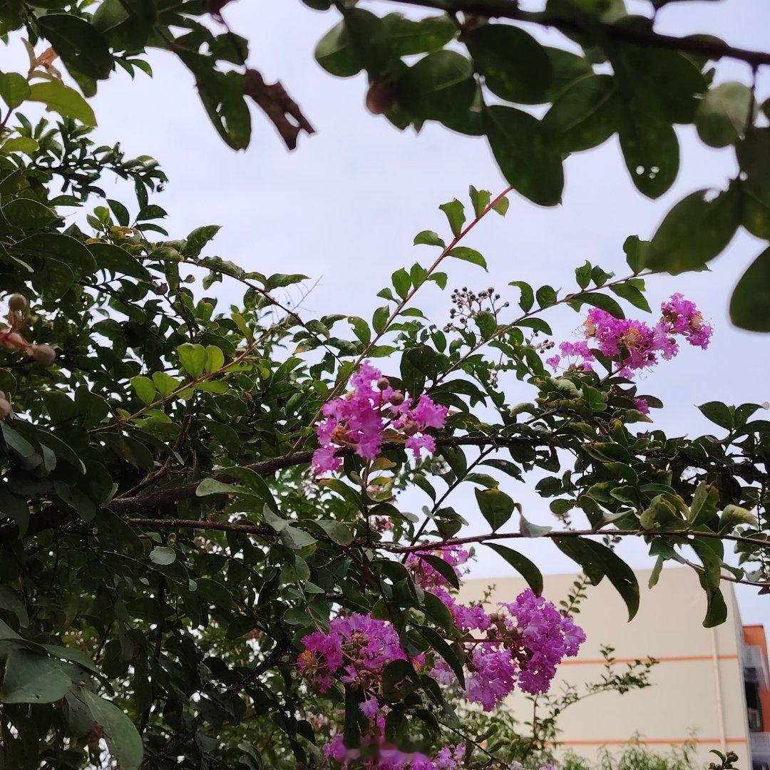 秋日临风听暮蝉 