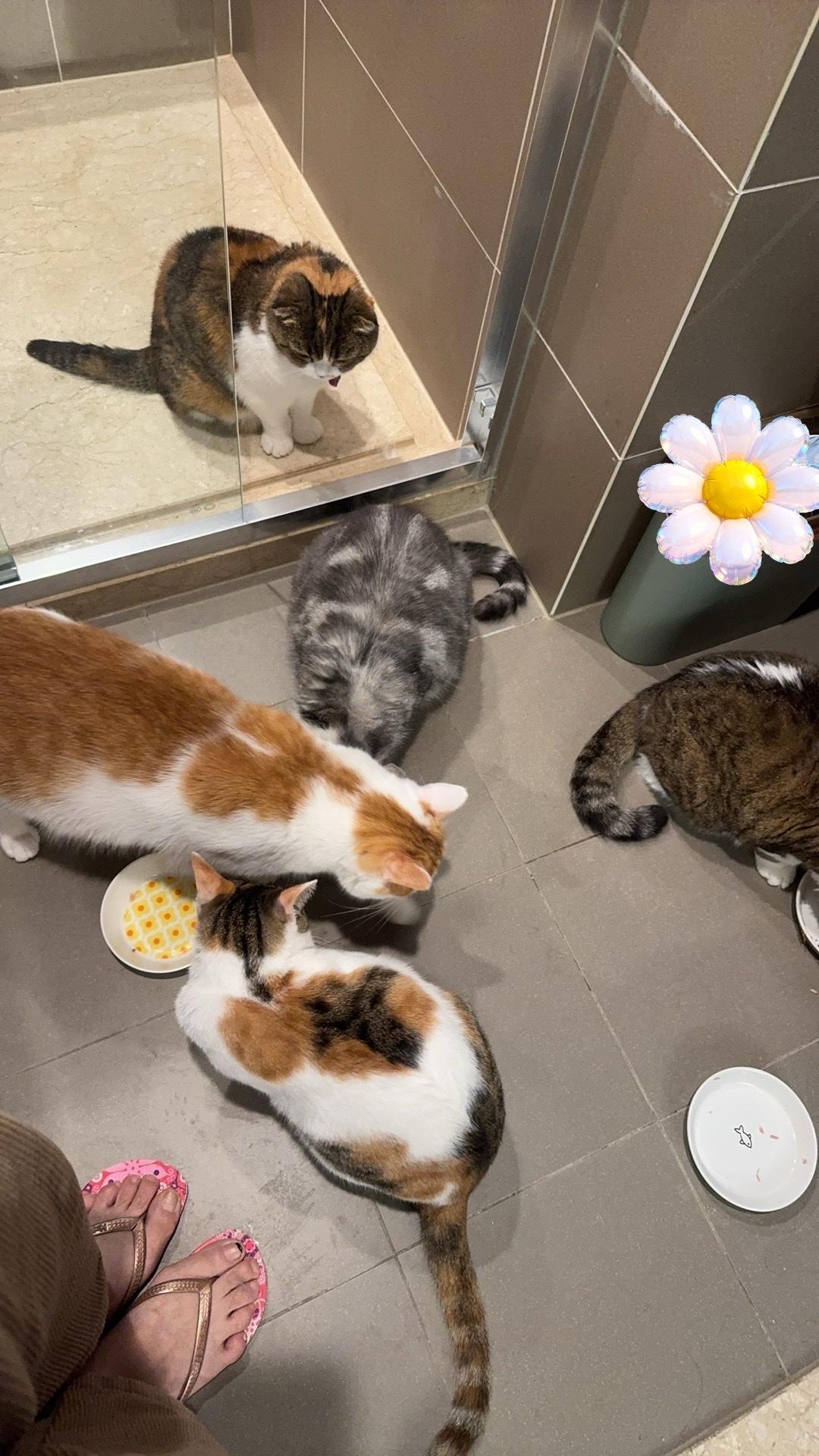 喝水水，有些猫很积极，有些猫很随意～