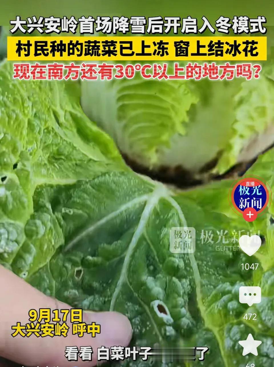 大兴安岭首场降雪后开启入冬模式!
村民种的蔬菜已上冻，窗上结冰花!
现在南方还有