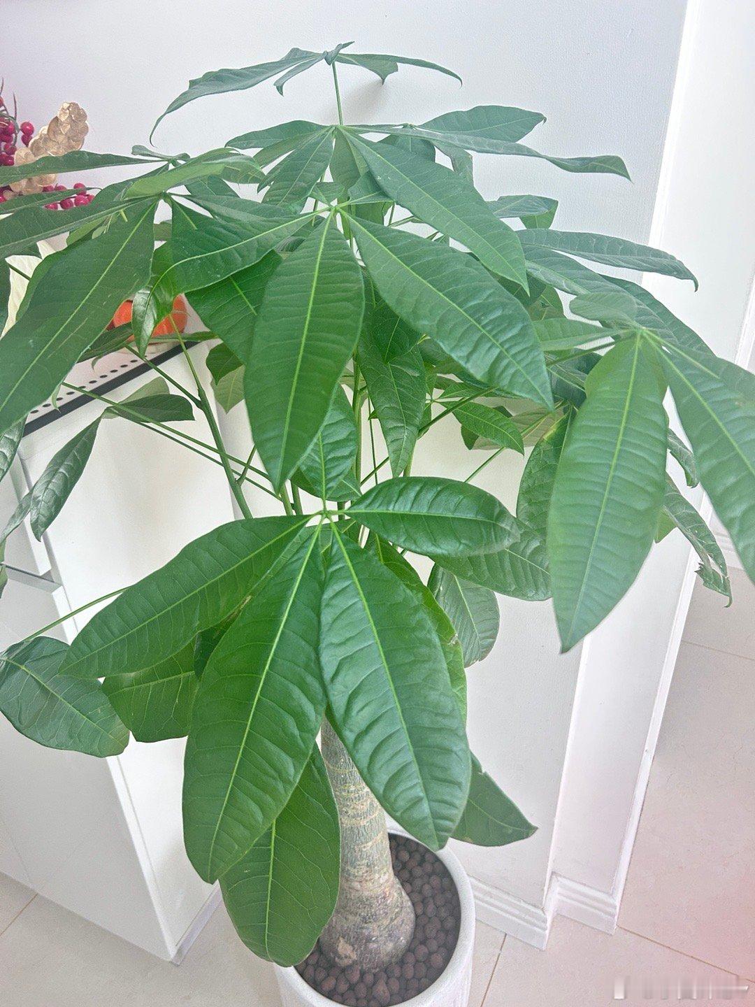 放假第一天，睡到自然醒，看到老妈在厨房忙碌的身影，炸了一锅炸糊，一锅面鱼，还有一