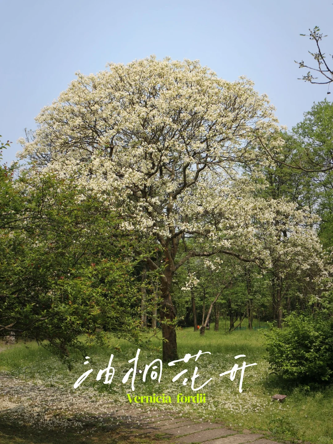 暮春的油桐- 象征着青涩爱情的美丽