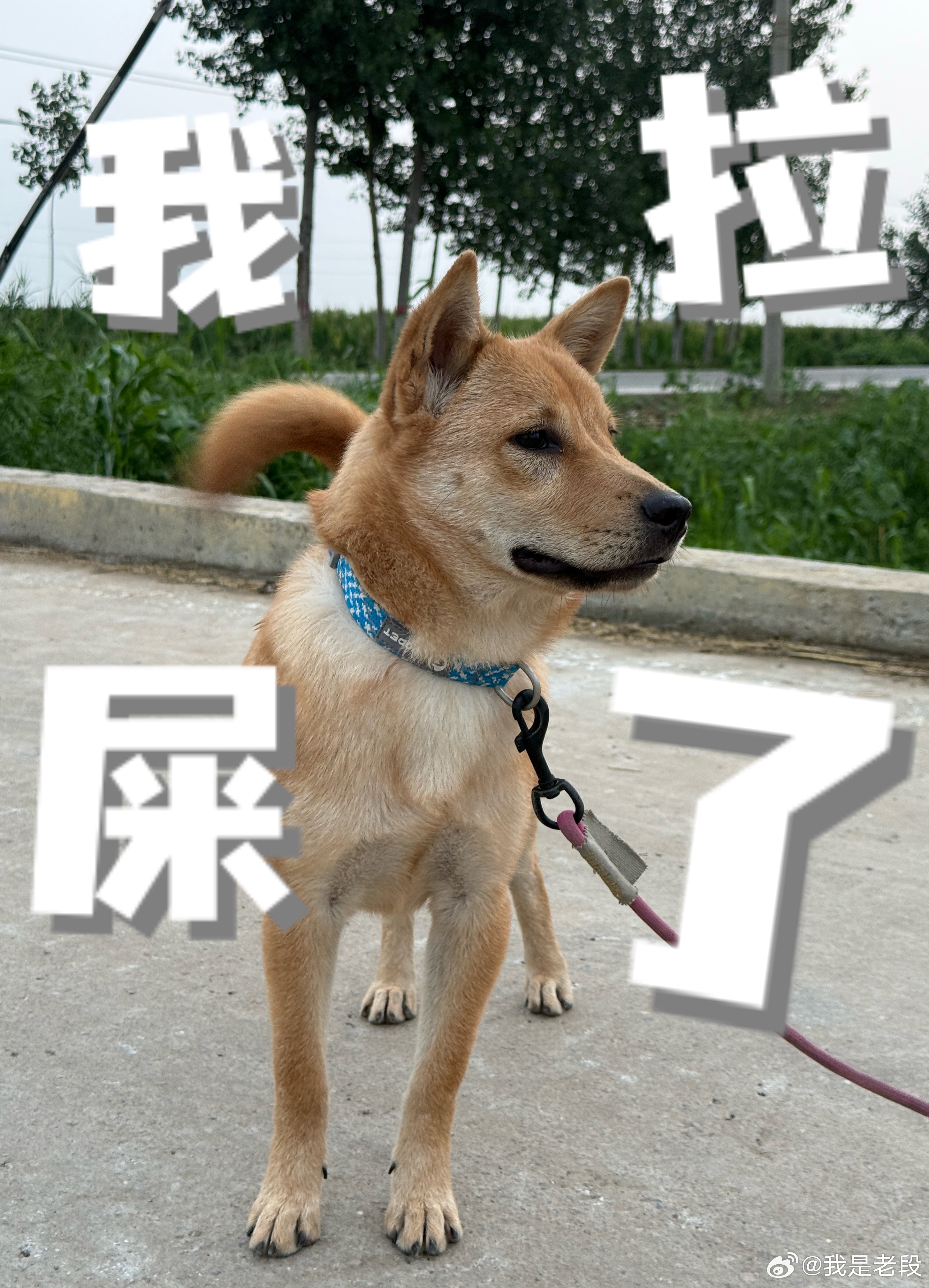 终于开智了，好漂漂狗生第一次户外拉屎