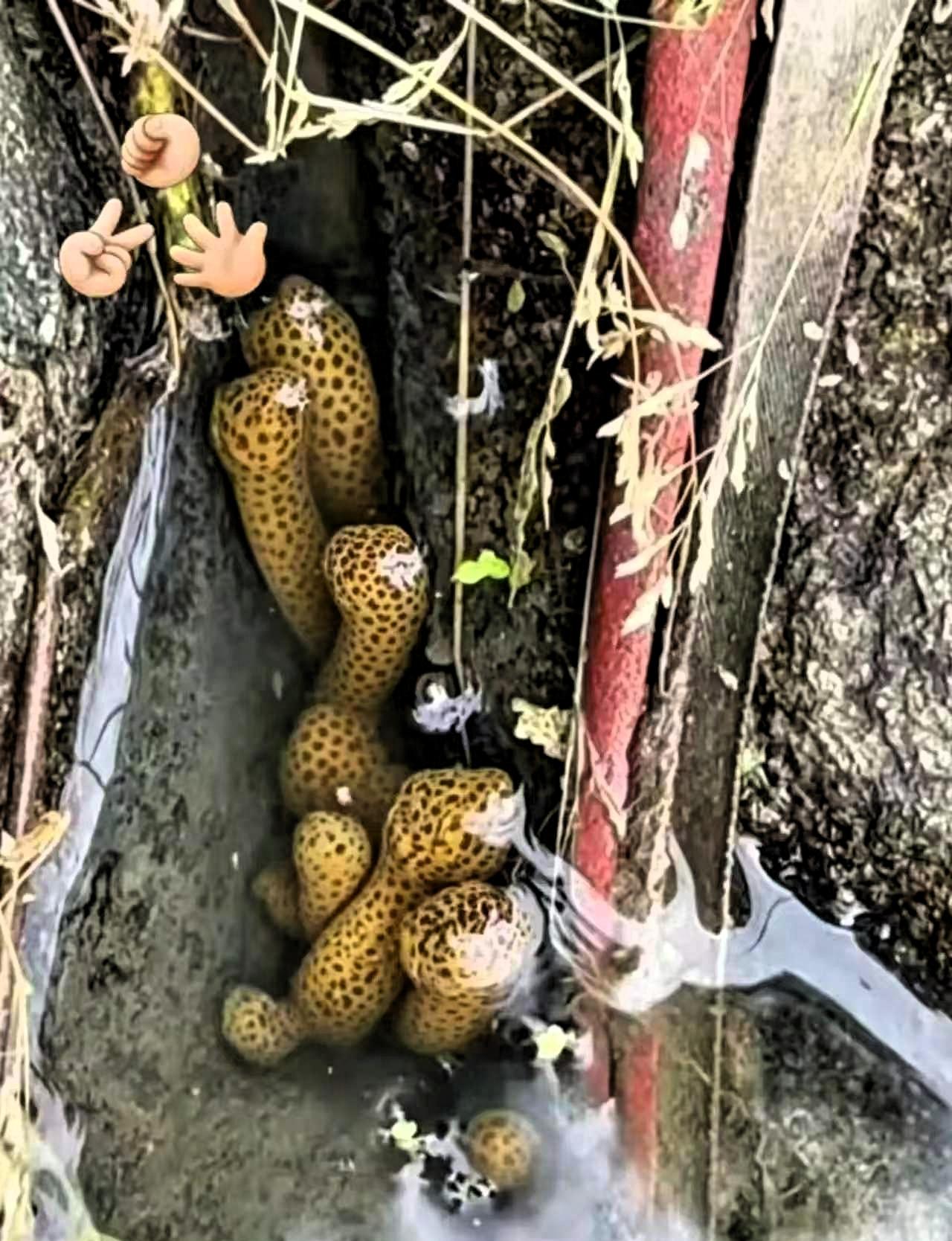 近日，广西梧州，一位村民去自家果园检查灌溉水渠时，没成想，居然在渠道底部一个石缝