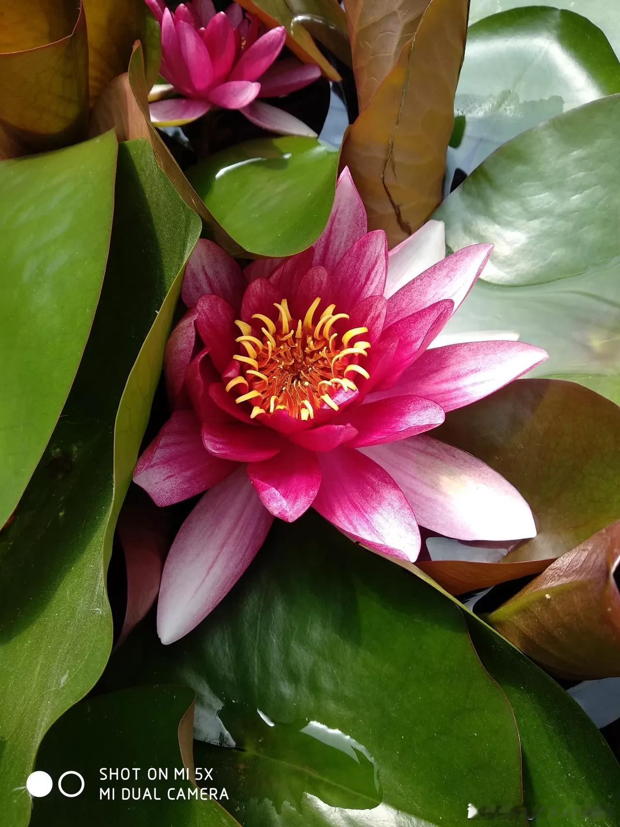 这个季节北方的莲花竟然开了！