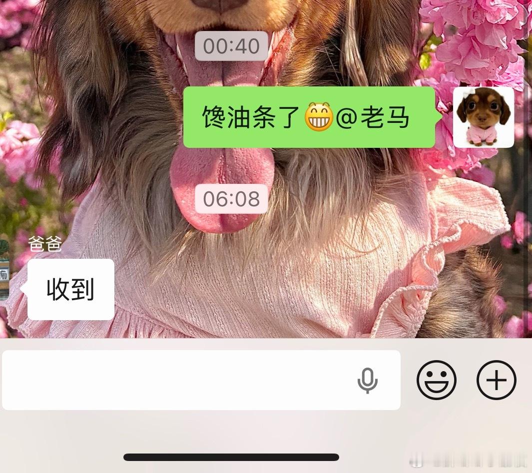 半夜倒时差睡不着 刷到油条给我馋坏了 早上睁眼饭桌已经摆上热乎油条老马就是我的阿