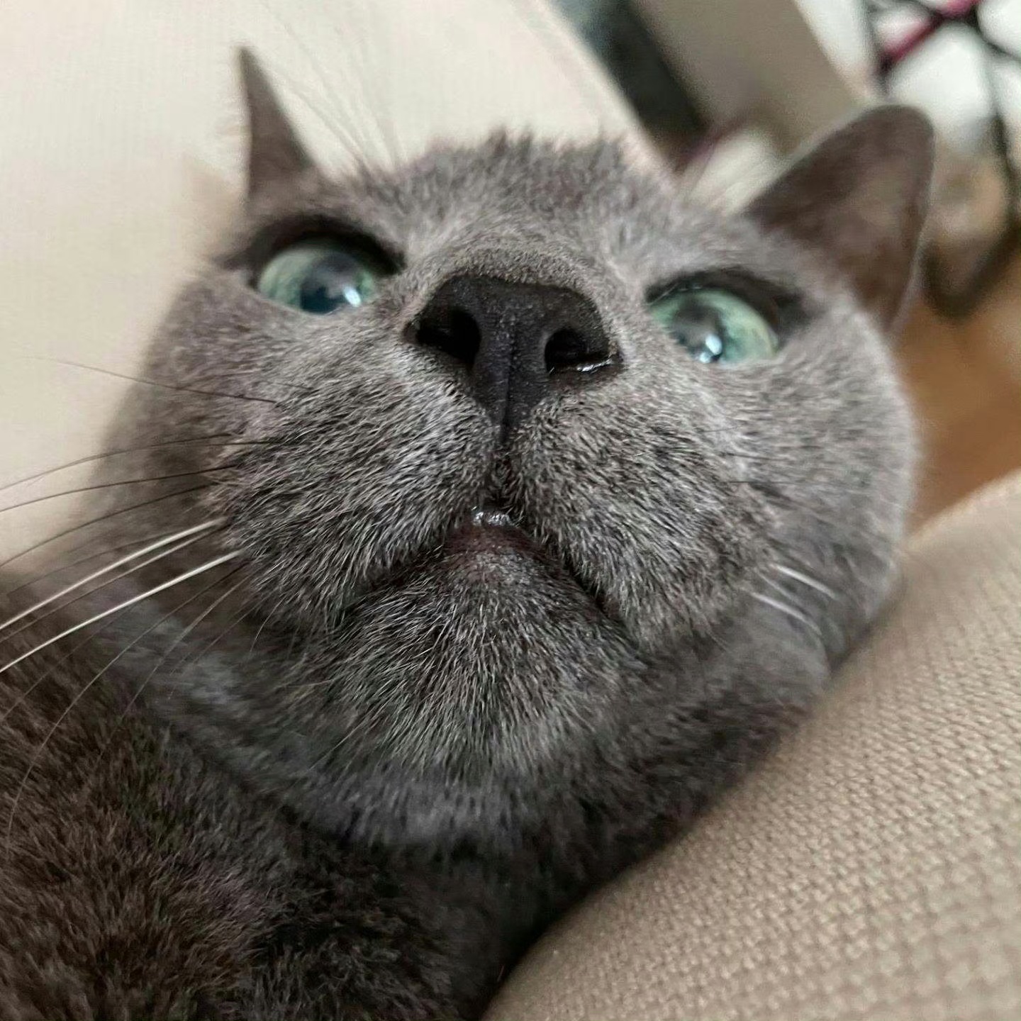 金希澈的猫去世 金希澈的猫咪去世的，活了21岁左右。 ​​​