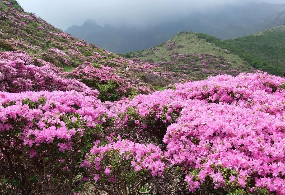 《一抹春色》

一抹春色
悄然盛开
春天来临
山坡上杜鹃花绽放
隔山相望
空中的