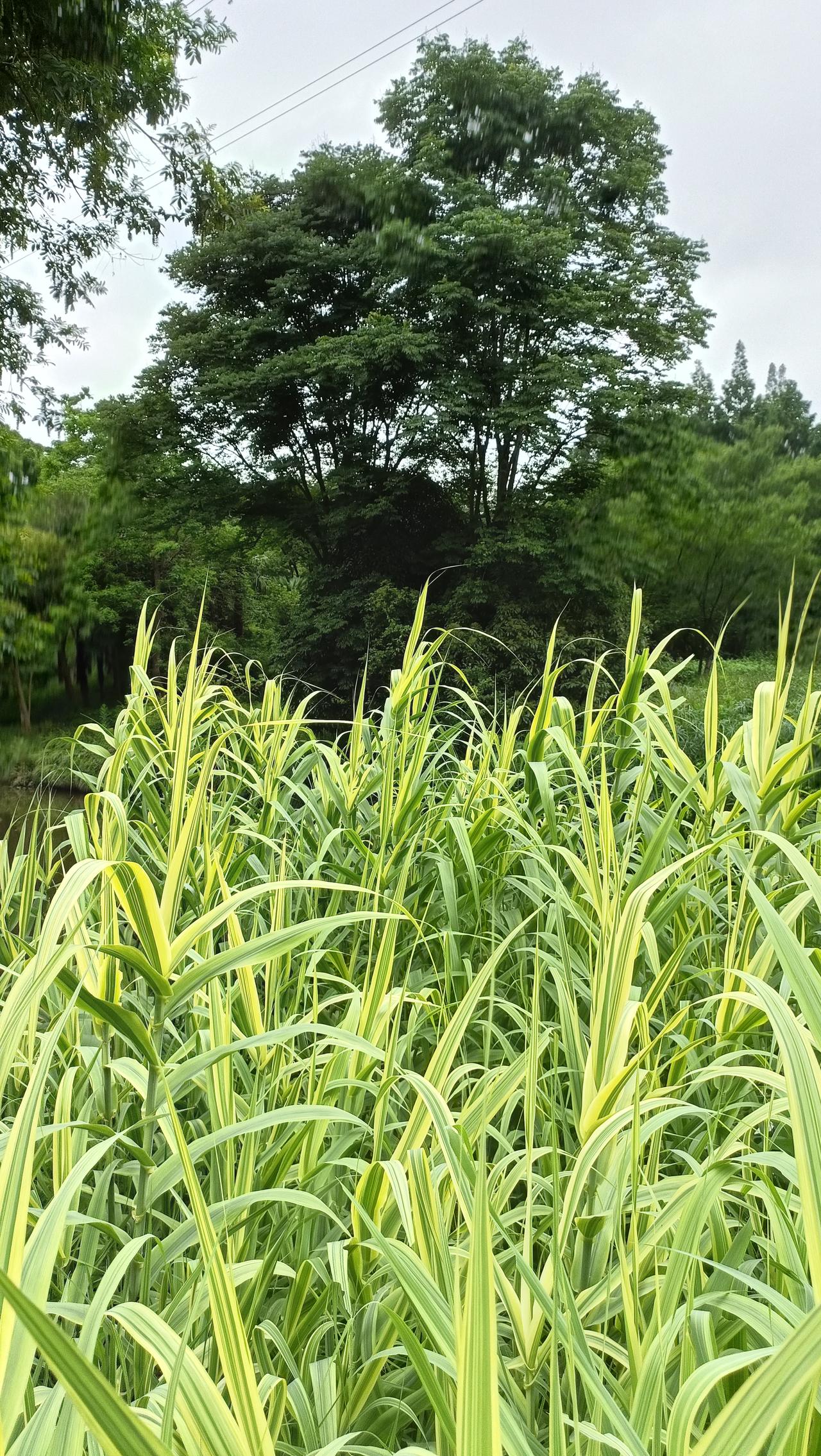绿意盎然的田野，生机勃勃的植物，大自然的馈赠。
上联:翠竹绕篱落，
下联:绿意满