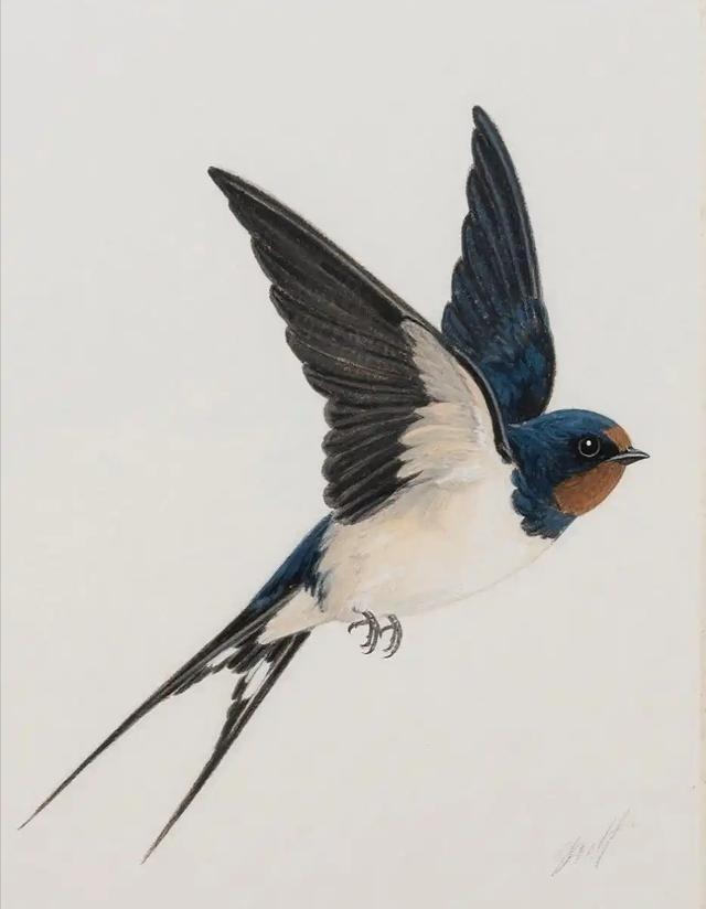 第一次意识到，燕子是没有国籍的，小时候以为燕子是我国的，南飞是往中国南方飞，现在