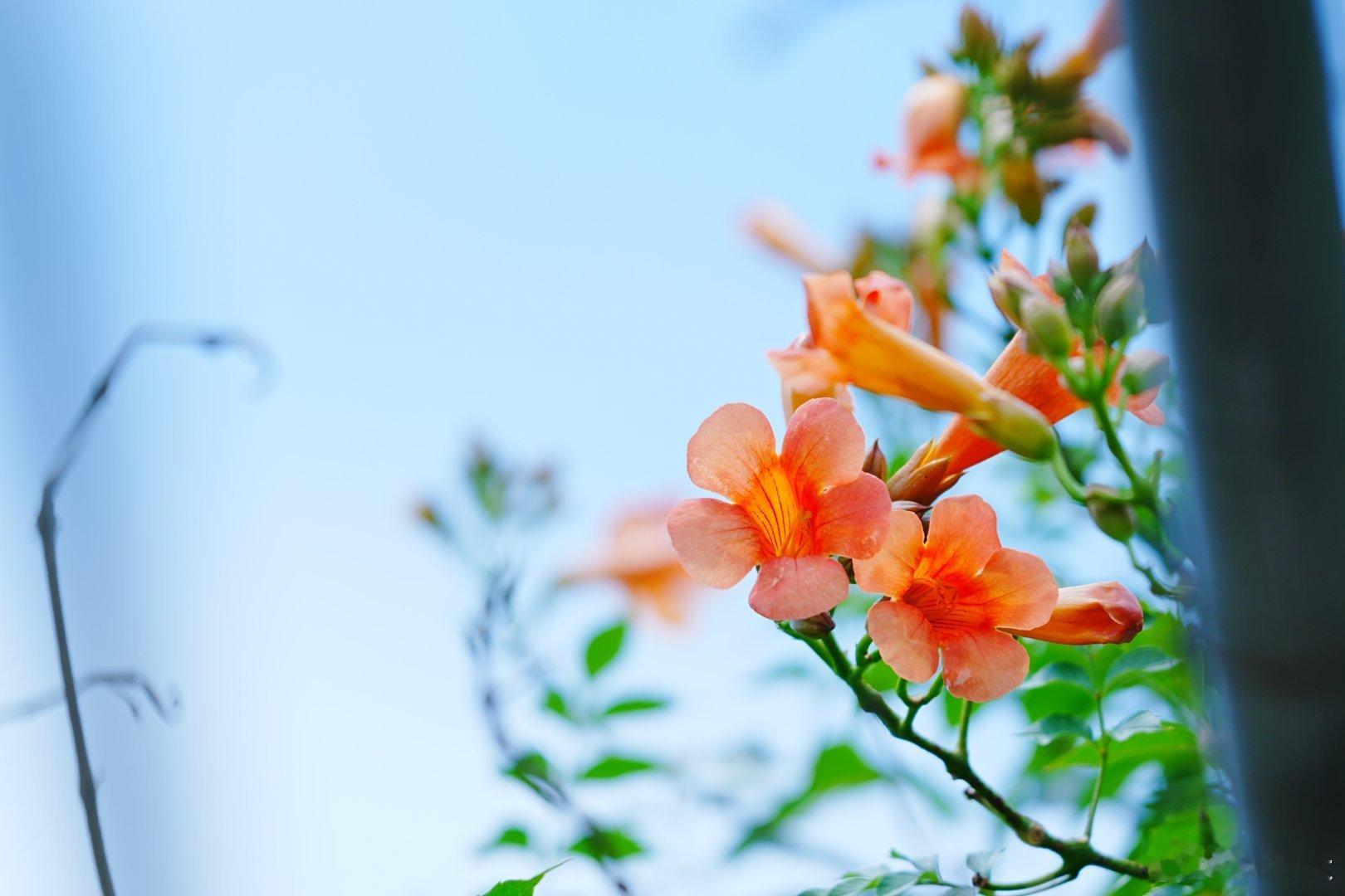 满地凌霄花不扫，我来六月听鸣蝉。摄影分享 ​​​