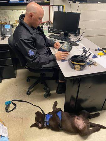 美国罗得岛州布里斯托县警犬Brody就职日就爆红，当时才2个月的它在警长的办公桌