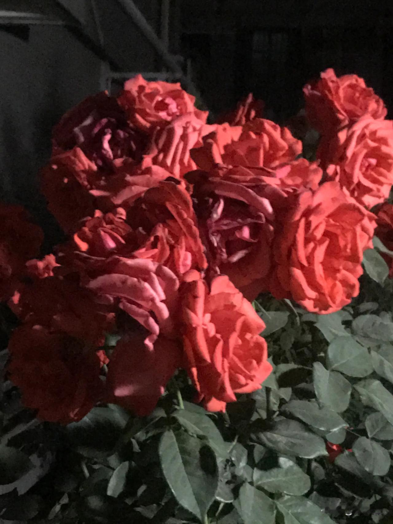 晒晒你拍的月季花刚才在小区院了摸黑拍了几张照片，你看还能看不？