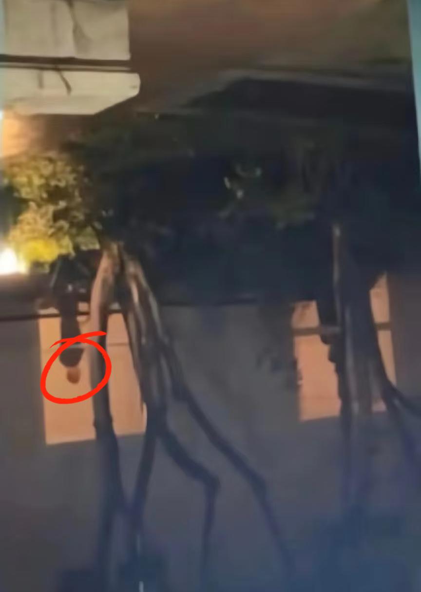 程导疑似出现在阳光上东小区，

有网友拍摄到，

在胧胧事件的那栋楼内，有一名身