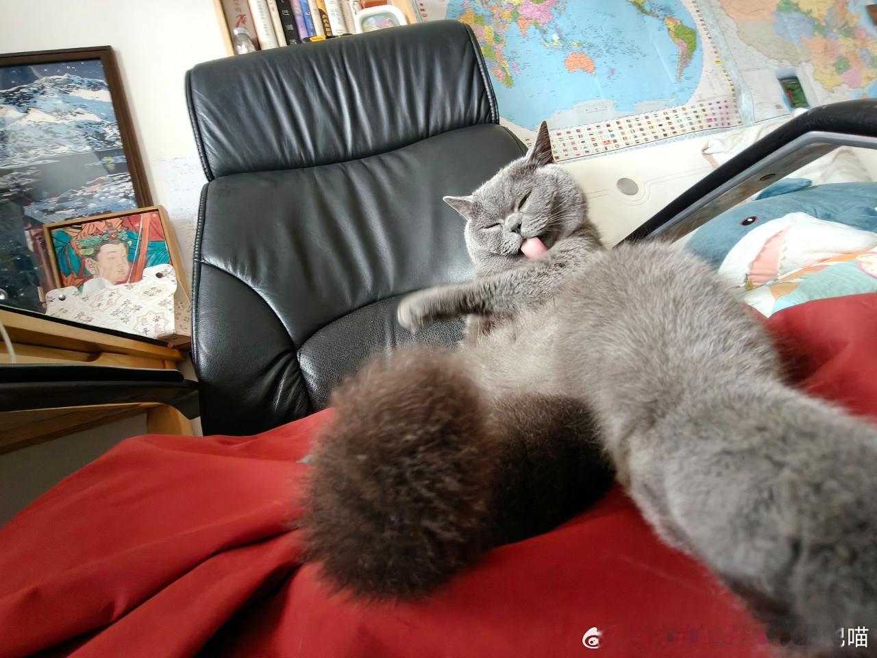 49728【丑猫】门口躺着一位颓废又妩媚的大爷 