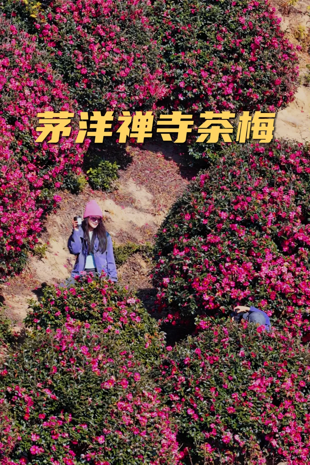 宁波徒步|漫山茶梅盛开，休闲徒步赏花路线