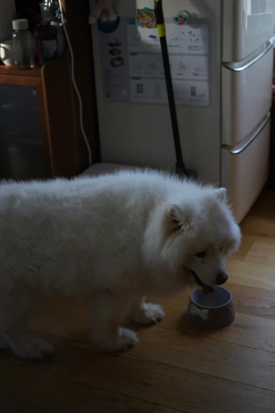 看看你们有萨摩野的家🥰