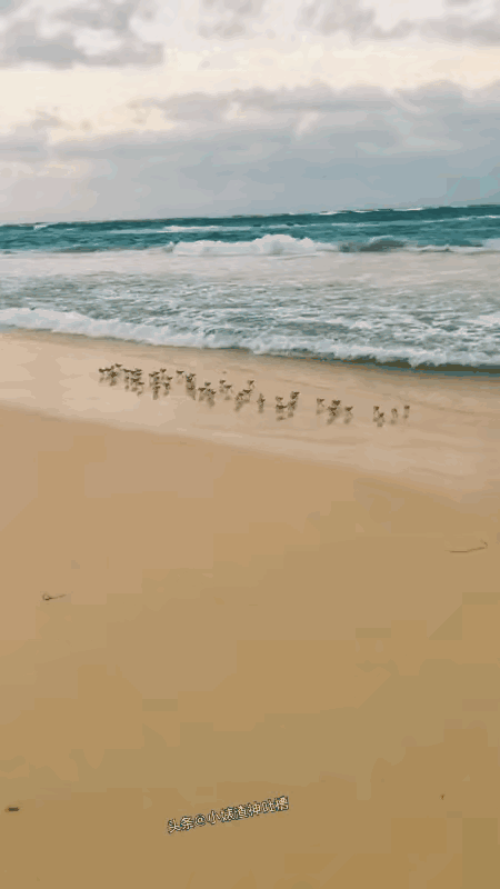 这是海鸭还是海鸡？