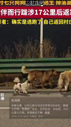 现实版汪汪队大逃亡！7只狗狗被偷后狂奔17公里回家
 最近吉林长春发生了一件超暖